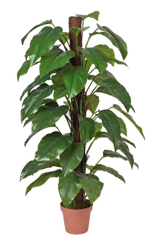 Money Plant (Aureus) - 155cm