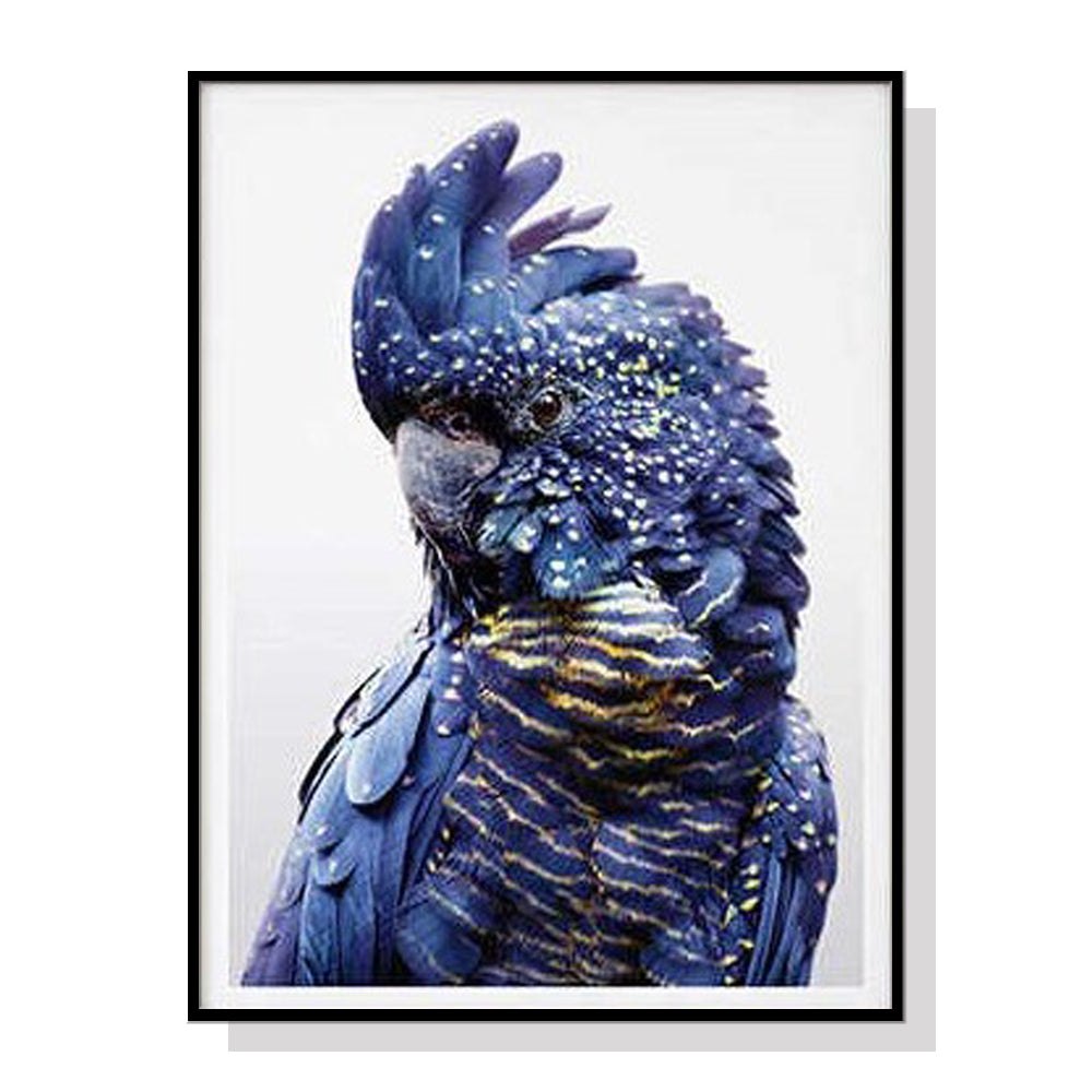 50cmx70cm Black Cockatoo A Black Frame Canvas Wall Art