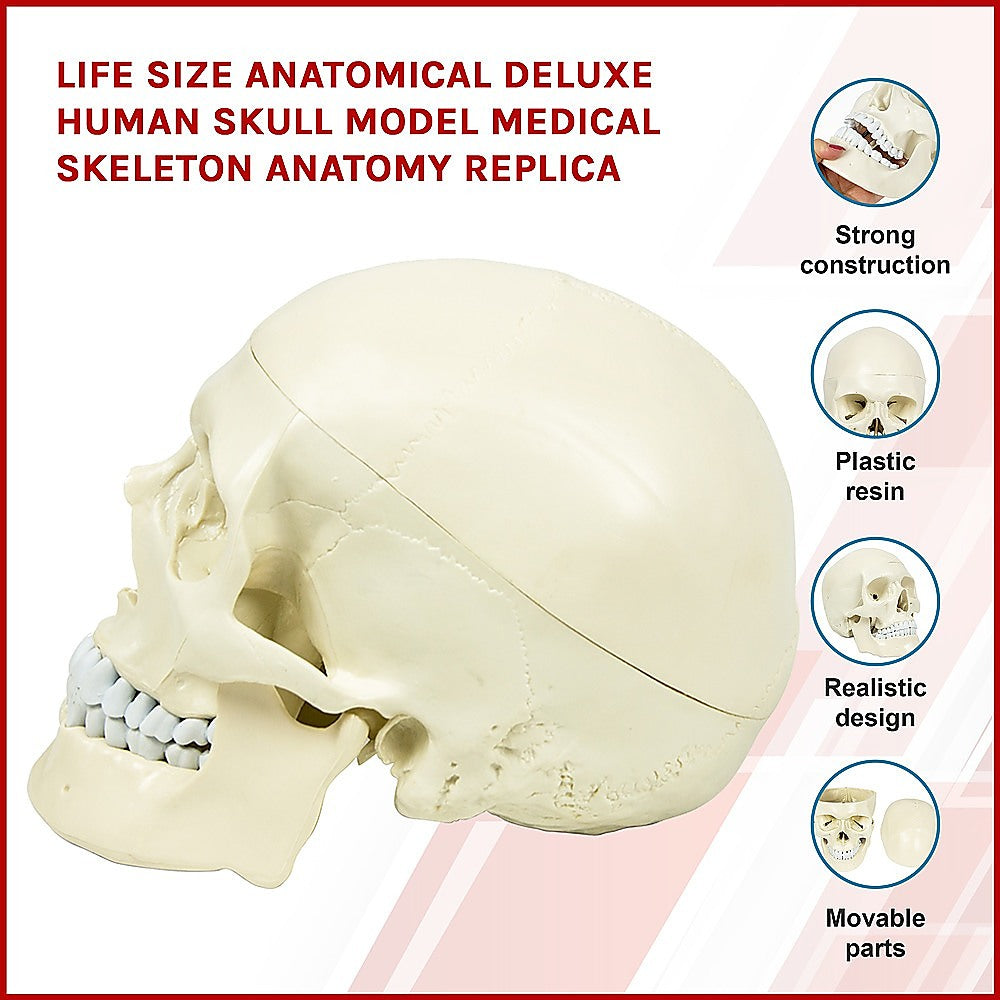 Life Size Anatomical Deluxe Human Skull Model Medical Skeleton Anatomy Replica