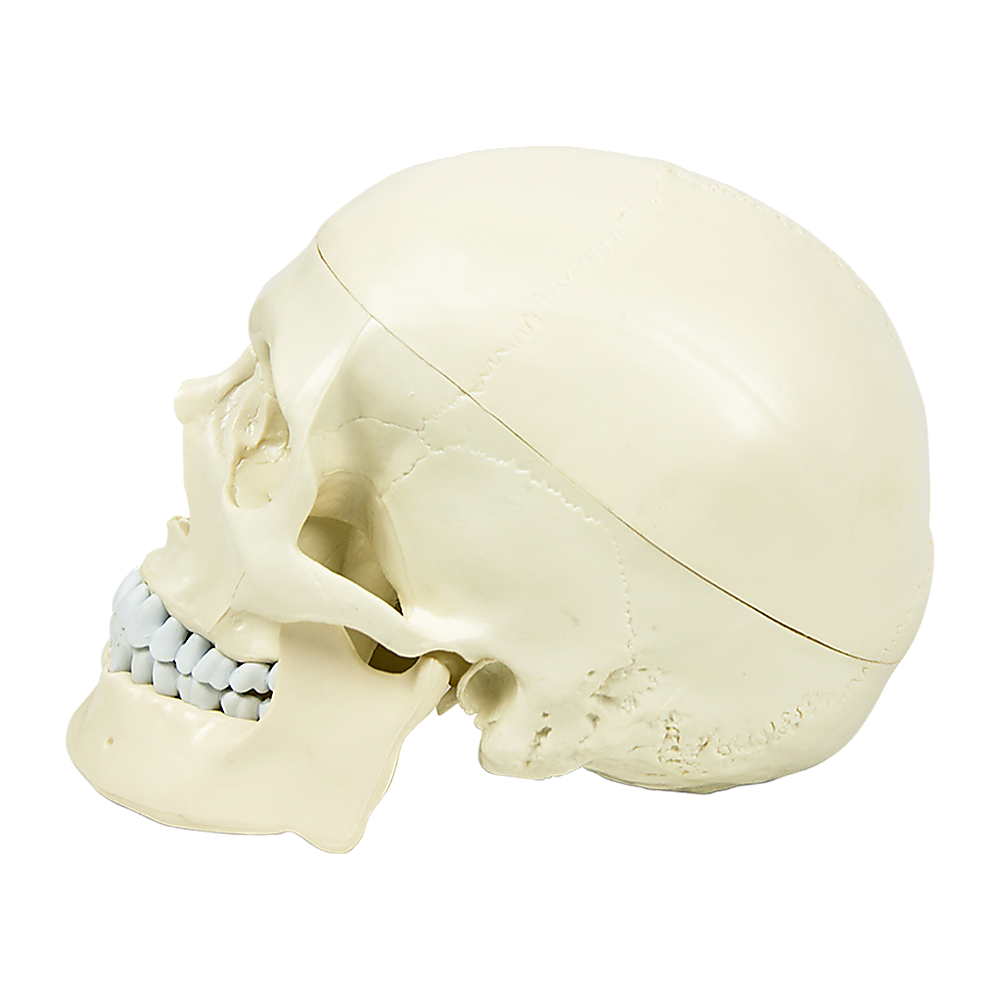 Life Size Anatomical Deluxe Human Skull Model Medical Skeleton Anatomy Replica