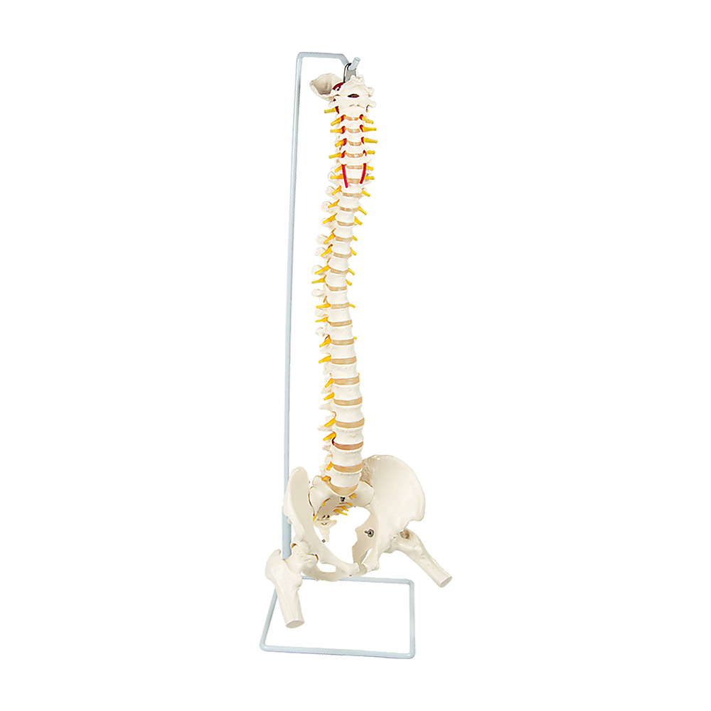 Life Size Flexible Vertebral Spine Pelvis & Femur Skeleton Model Anatomy Model