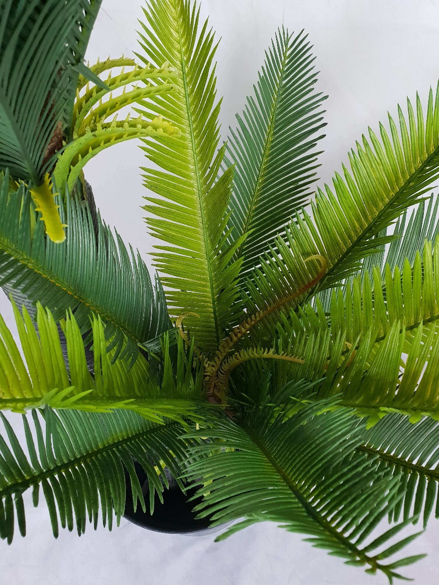 Multi Trunk Sago Cycad 130cm